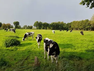 Ferienhaus für 5 Personen (70 m²) in Dangast 6/10