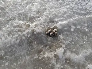 Ferienhaus für 5 Personen (70 m²) in Dangast