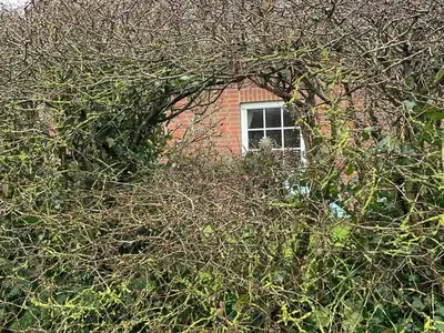Ferienhaus für 5 Personen (75 m²) in Dangast 6/10