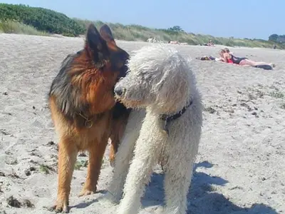 Ferienhaus für 6 Personen in Dangast 10/10