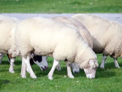 Ferienhaus für 7 Personen (83 m²) in Dangast 8/10