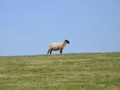 Ferienhaus für 5 Personen (75 m²) in Dangast 9/10