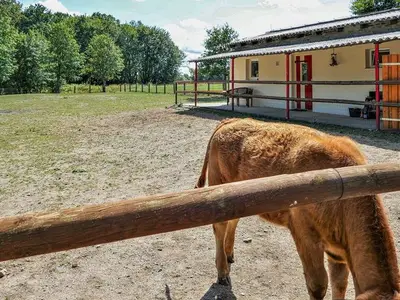 Ferienhaus für 5 Personen (45 m²) in Dankerode 4/10