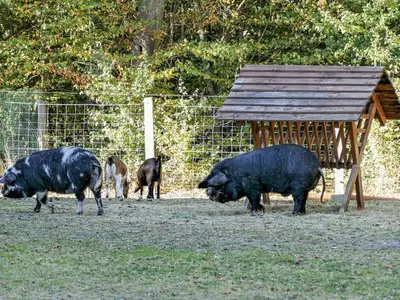Ferienhaus für 5 Personen (45 m²) in Dankerode 5/10