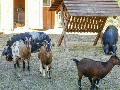 Ferienhaus für 5 Personen (45 m²) in Dankerode 6/10