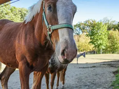 Ferienhaus für 5 Personen (45 m²) in Dankerode 8/10