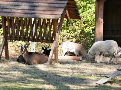 Ferienhaus für 5 Personen (45 m²) in Dankerode 10/10