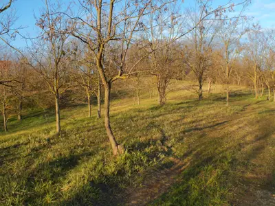 Direkte Umgebung des Objekts. Schön eingewachsener Garten um das Haus