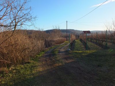 Direkte Umgebung des Objekts. Inmitten von Weinbergen gelegen