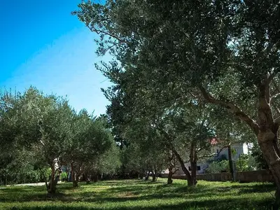 Garten. / Olivenbaumgarten