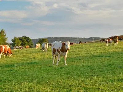 Ferienhaus für 4 Personen (91 m²) in Drebach 7/10
