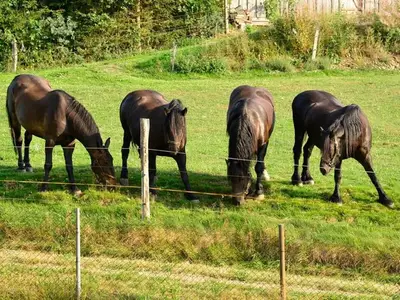 Ferienhaus für 4 Personen (91 m²) in Drebach 8/10
