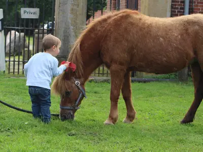 Unser Pony wird erstmal gestriegelt