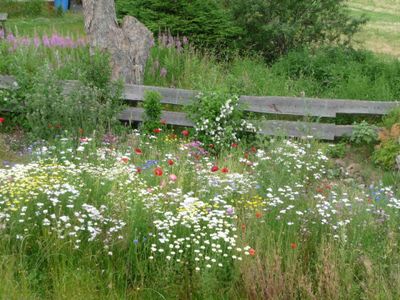 Wildblumenwiese