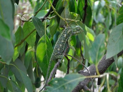 Chameleon. Cortijo Lagar de Luisa