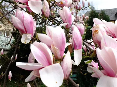 Magnolie