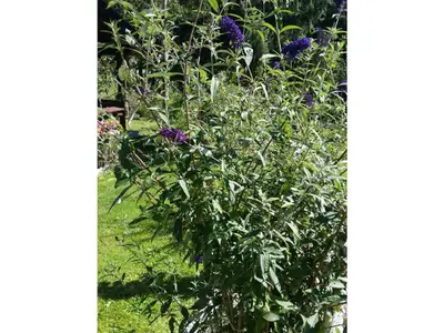 Schmetterlingsfliede