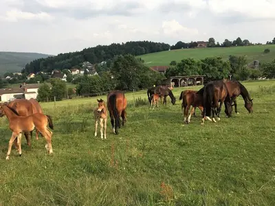Ferienhaus für 4 Personen (60 m²) in Erbach 2/10 Ferienhaus für 4 Personen (60 m²) in Erbach 2/10