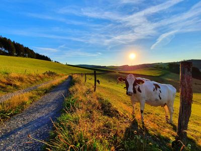 Ferienhaus für 6 Personen in Eslohe 4/10