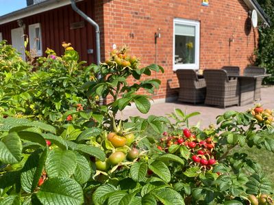 Ferienhaus für 4 Personen (55 m²) in Fehmarn 2/10