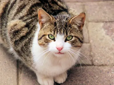 Ferienhaus für 6 Personen (90 m²) in Fehmarn 5/10