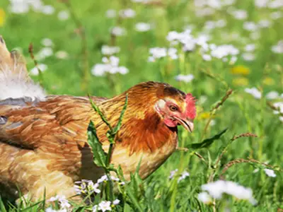 Ferienhaus für 4 Personen (100 m²) in Fehmarn 7/8