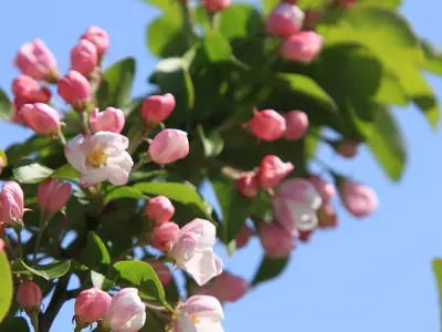 Ferienhaus für 4 Personen (75 m²) in Fehmarn 8/10