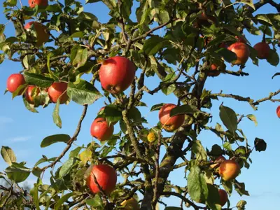 Ferienhaus für 4 Personen (75 m²) in Fehmarn 10/10