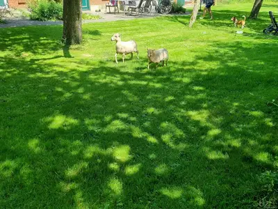 Ferienhaus für 4 Personen (38 m²) in Fehmarn 3/10