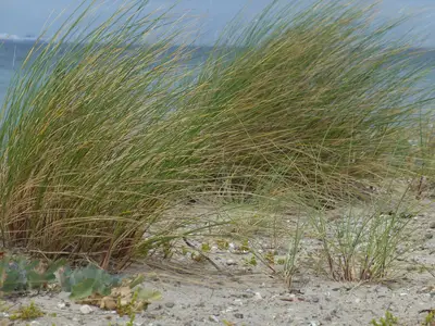 Ferienhaus für 9 Personen (200 m²) in Fehmarn 10/10