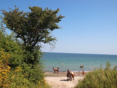 Ferienhaus für 4 Personen (70 m²) in Fehmarn / Staberdorf 10/10