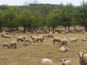 Schafe in der Eifel