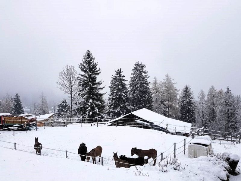 24056289-Ferienhaus-14-Fiesch-800x600-2