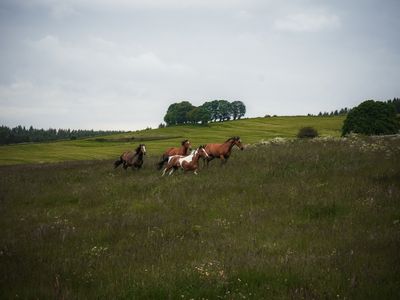 Pferdewiesen direkt am Hof