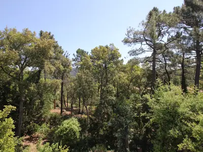 ViewSummer