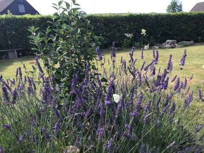 Garten. Bienen, Hummeln, Schmetterlinge