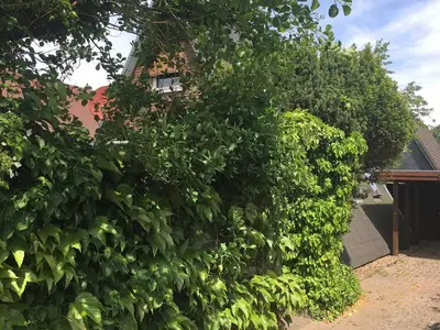 Ferienhaus für 4 Personen (65 m²) in Friedrichskoog 3/10