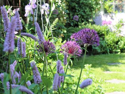 Blick in den Garten