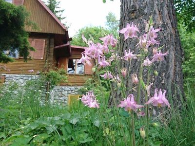 Wildblumen im Garten