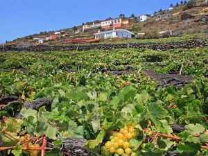 23530392-Ferienhaus-5-Fuencaliente de La Palma-300x225-1