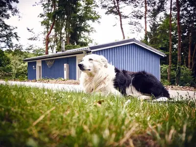 Haustiere sind willkommen