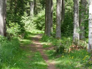 23736253-Ferienhaus-7-Furtwangen im Schwarzwald-300x225-4