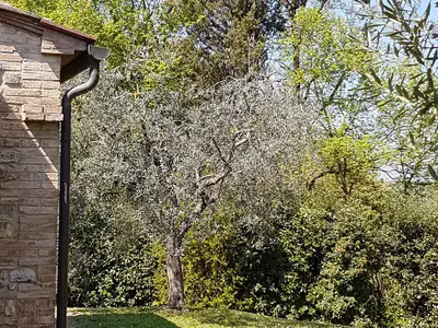 Ferienhaus für 6 Personen (125 m²) in Gambassi Terme 8/10