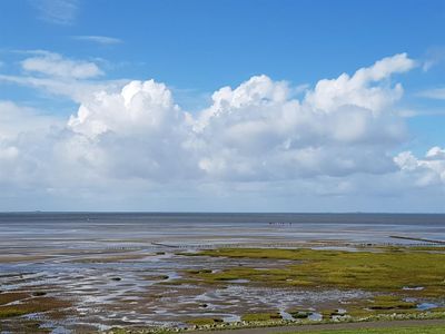 Das Wattenmeer erleben