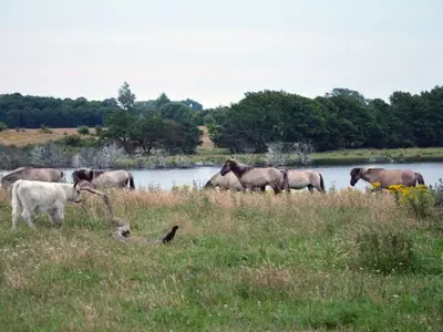 Ferienhaus für 5 Personen (60 m²) in Gelting 5/10