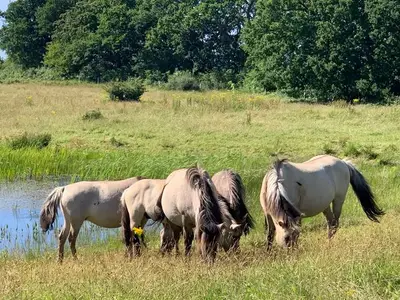 Ferienhaus für 5 Personen (98 m²) in Gelting 3/10