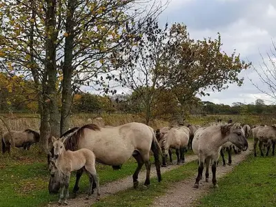 Ferienhaus für 5 Personen (110 m²) in Gelting 9/10