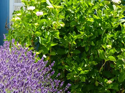 Ferienhaus für 2 Personen (55 m²) in Gelting 10/10