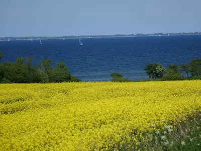 Rapsfeld mit der Ostsee - Flensburger Förde im Hintergrund