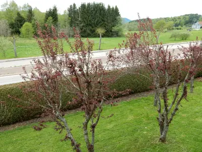 ViewSummer